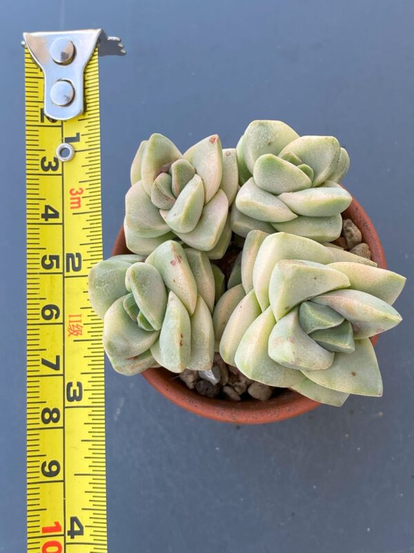 Crassula Moonglow Variegata succulent with stunning variegated leaves.