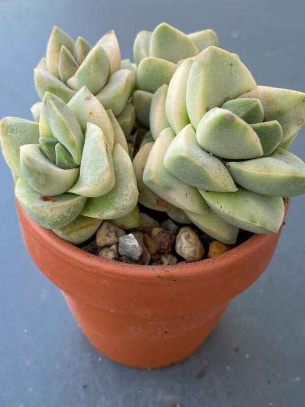 Close-up of Crassula Moonglow Variegata succulent rosette.