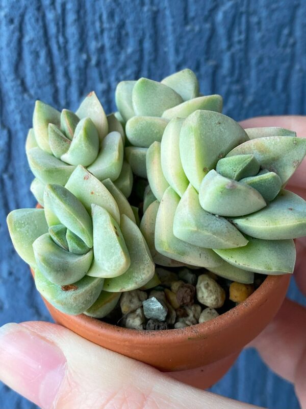 Crassula Moonglow Variegata succulent thriving in natural sunlight.