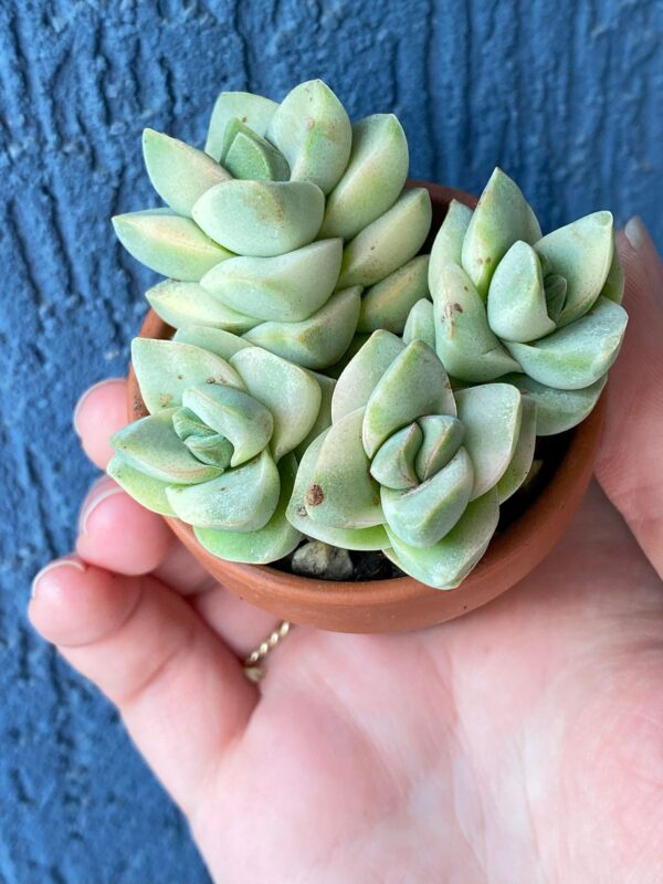 Crassula Moonglow Variegata succulent with variegated rosette.