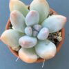 Pachyphytum Frevel succulent with unique blue-green leaves.