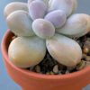 Graptophytum Pink Moufle (Hwaga Hybrid) succulent in a decorative ceramic pot.