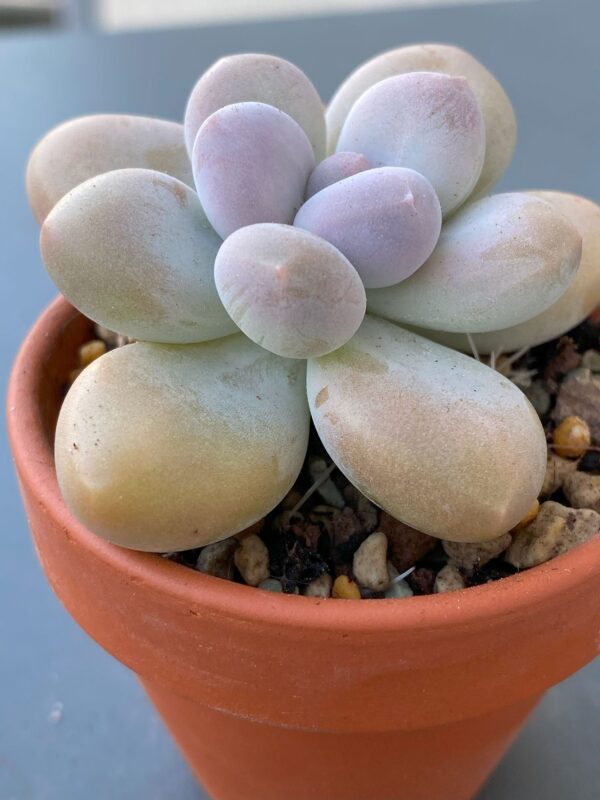 Graptophytum Pink Moufle (Hwaga Hybrid) succulent in a decorative ceramic pot.