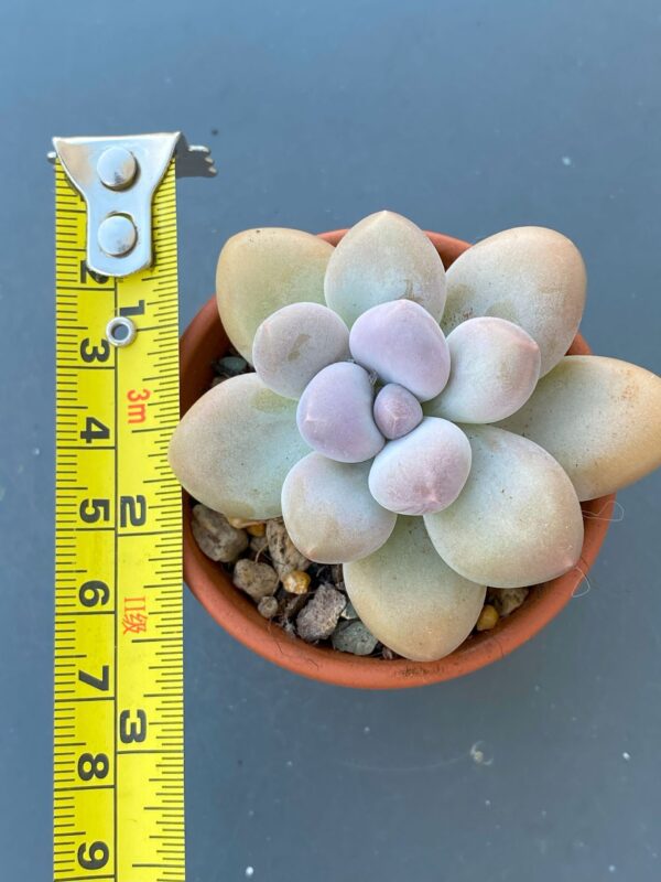 Close-up of Graptophytum Pink Moufle (Hwaga Hybrid) succulent rosette.