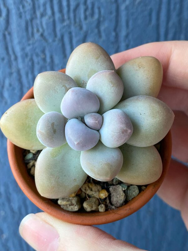 Graptophytum Pink Moufle (Hwaga Hybrid) succulent thriving in natural sunlight.