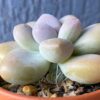 Graptophytum Pink Moufle (Hwaga Hybrid) succulent with rosette of pink leaves.