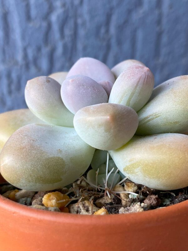 Graptophytum Pink Moufle (Hwaga Hybrid) succulent with rosette of pink leaves.