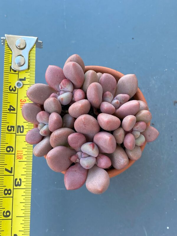 Close-up of Echeveria Avant Garde succulent rosette.