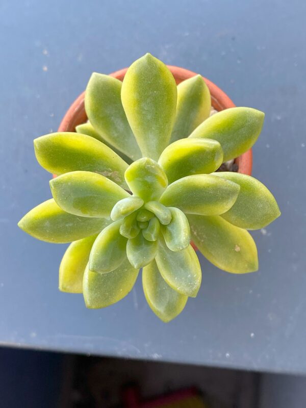 Sedum Alice Evans Variegated succulent in a decorative ceramic pot.