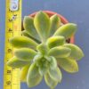 Close-up of Sedum Alice Evans Variegated succulent rosette.