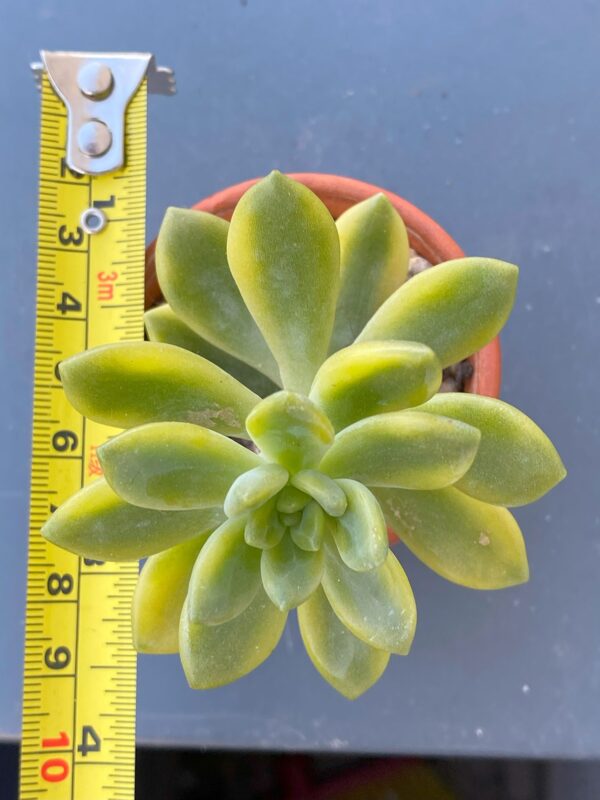 Close-up of Sedum Alice Evans Variegated succulent rosette.