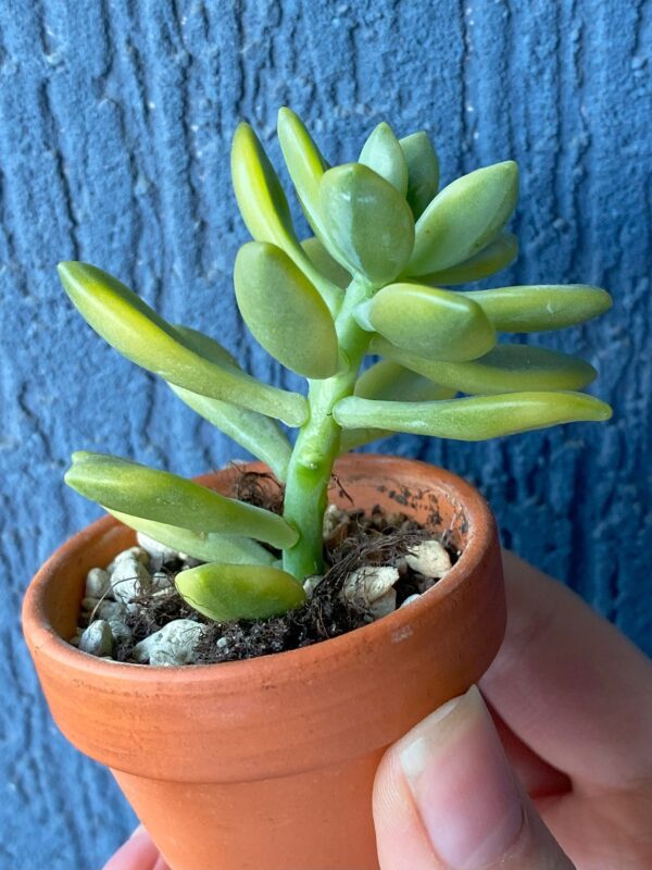 Sedum Alice Evans Variegated succulent thriving in natural sunlight.