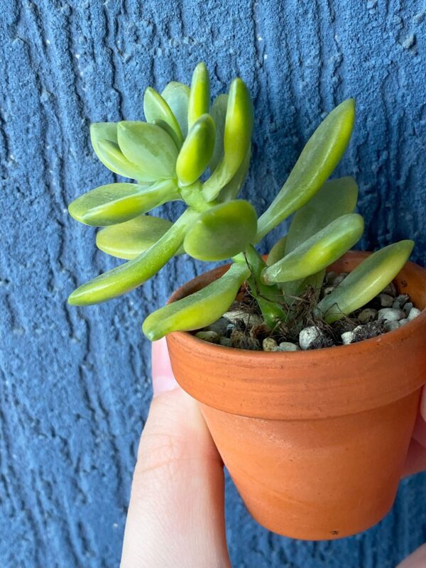 Sedum Alice Evans Variegated succulent with rosette of variegated leaves.