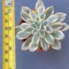 Echeveria Green Emerald Variegated succulent with stunning variegated leaves.