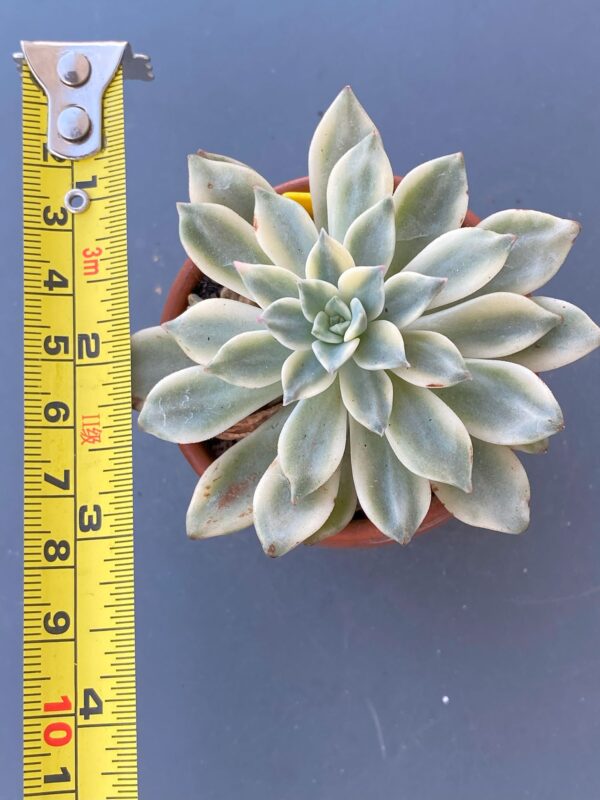 Echeveria Green Emerald Variegated succulent with stunning variegated leaves.