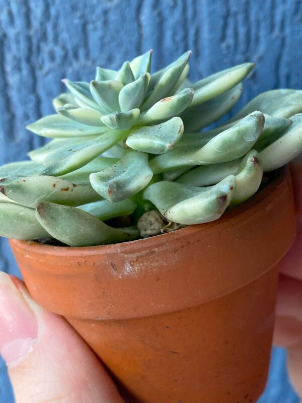 Close-up of Echeveria Green Emerald Variegated succulent rosette.