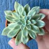 Echeveria Green Emerald Variegated succulent thriving in natural sunlight.