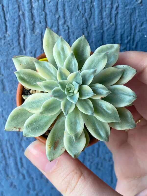 Echeveria Green Emerald Variegated succulent thriving in natural sunlight.