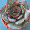 Echeveria Tikeang succulent with beautiful rosette leaves.