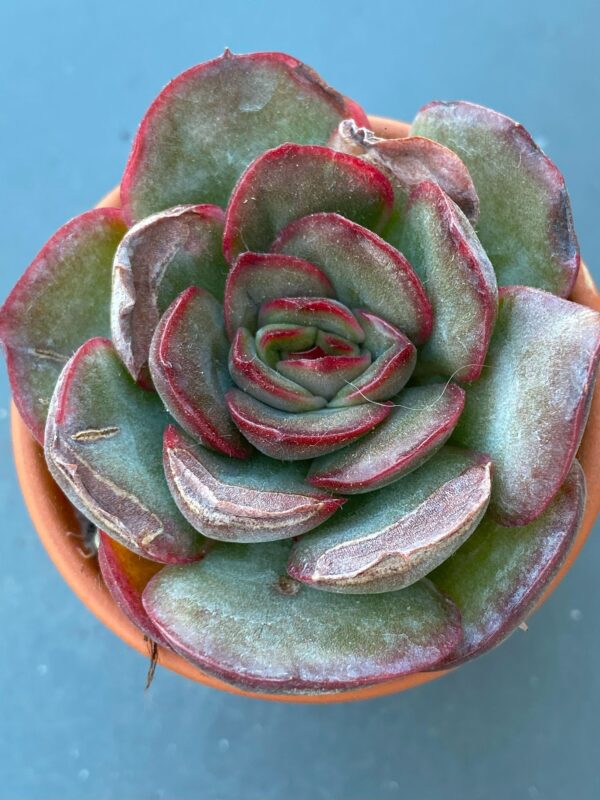 Echeveria Tikeang succulent with beautiful rosette leaves.