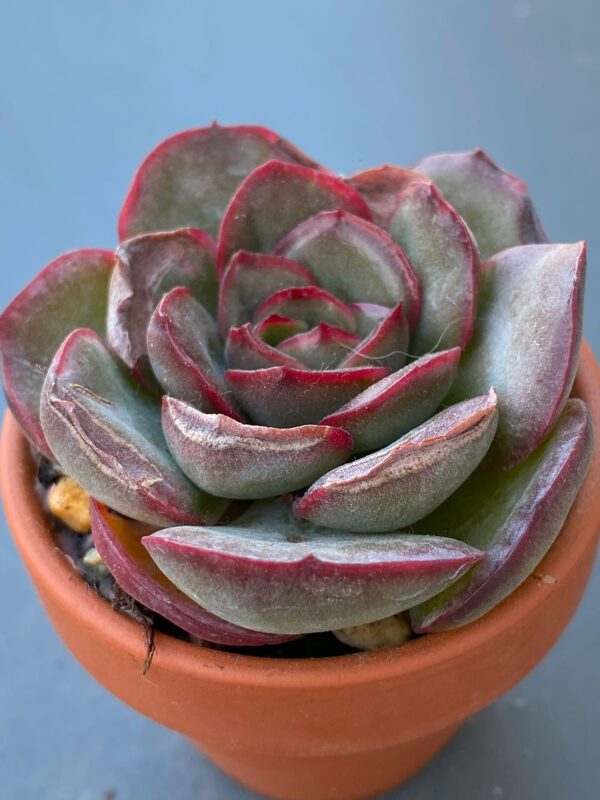 Echeveria Tikeang succulent in a decorative ceramic pot.
