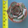 Close-up of Echeveria Tikeang succulent rosette.