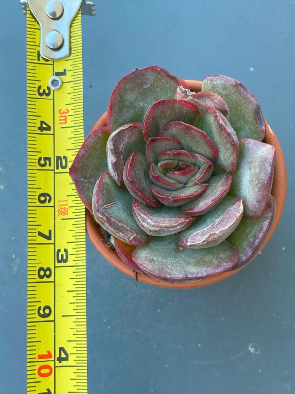 Close-up of Echeveria Tikeang succulent rosette.