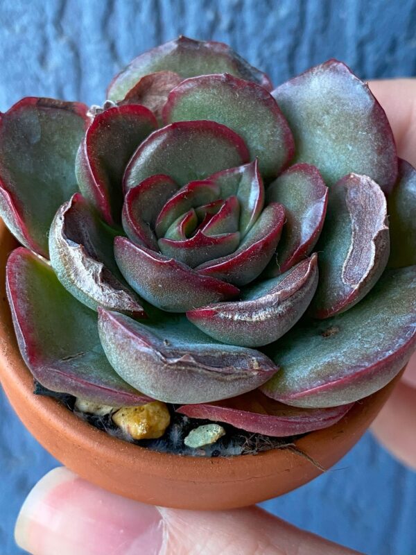 Echeveria Tikeang succulent thriving in natural sunlight.