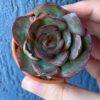Echeveria Tikeang succulent with rosette of lush leaves.