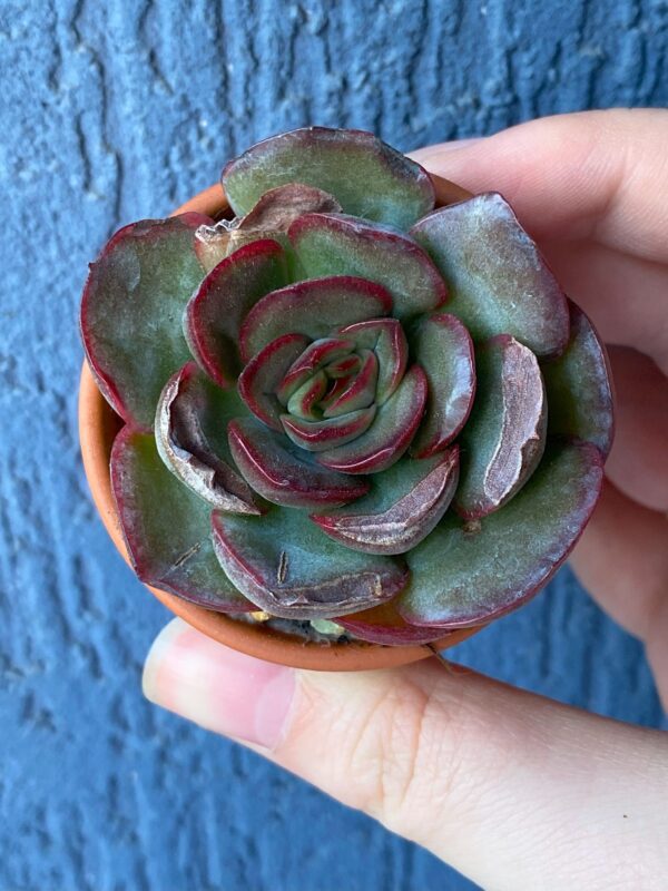 Echeveria Tikeang succulent with rosette of lush leaves.