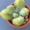 Pachyphytum Fittkaui Hybrid variegata succulent with beautiful variegated leaves.