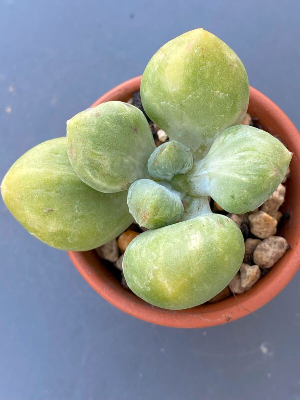 Pachyphytum Fittkaui Hybrid variegata succulent with beautiful variegated leaves.