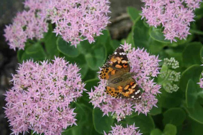 Lady Butterfly resting on green and purple sedum flowers