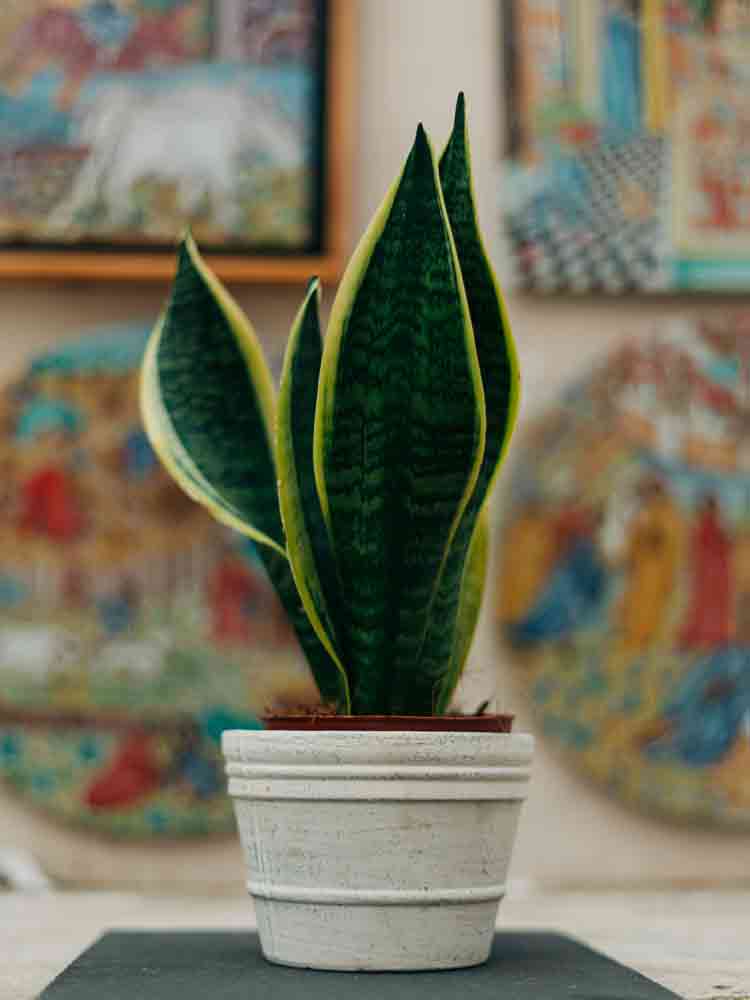 Sansevieria trifasciata var. Laurentii