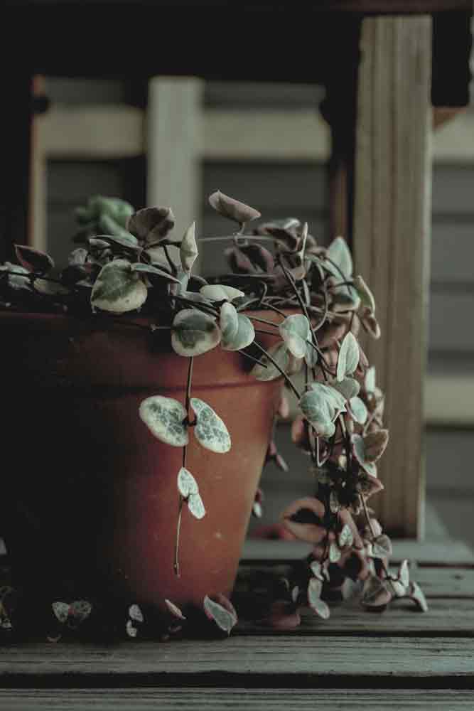 String of Hearts succulent